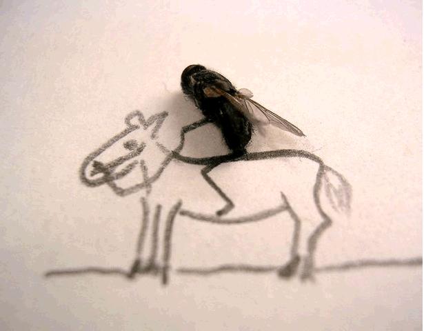 Муха на лошади (аппликация из мух)